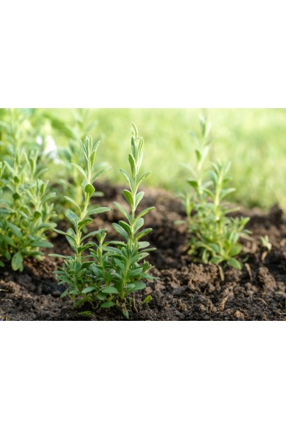 Лаванда колосиста Ізіда зелене листя з легким опушенням